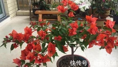 花卉|养花法宝：多菌灵、硫酸亚铁、磷酸二氢钾，到底该怎么用？