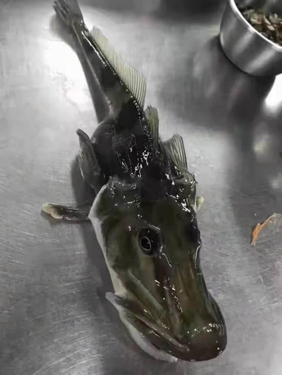 蓑笠哥|九成钓友都会把这几种鱼认错，和牢底坐穿鱼搞混就麻烦了