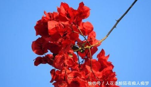 小技巧|谁说三角梅不开花学会这几个小技巧,一直开花到来年