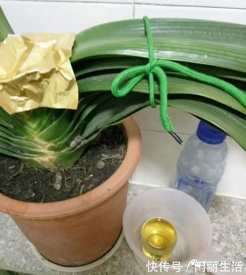 君子兰风信子夹箭不开花，简单1招，把花拽出来！