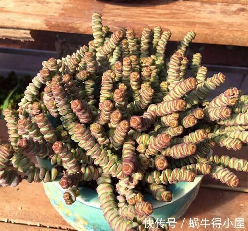 公认“性价比高”的多肉,口碑好养护省心,值得拥有!