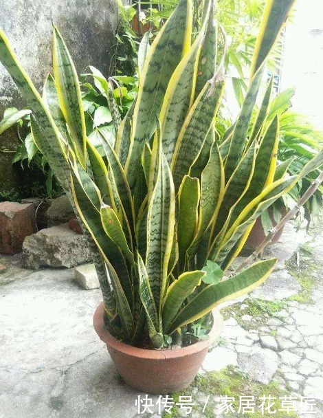 上班族|没时间养花？不如栽上此3种植物，半月不浇水，都不用操心