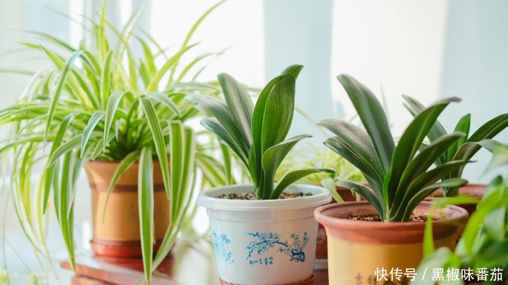 花土|老花匠劝告新人:养花不想出问题就用松针土,用发酵后的它