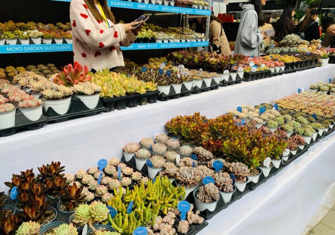 多肉盆栽:懒人必养的几种多肉,1盆轻松变10盆,越养越上瘾