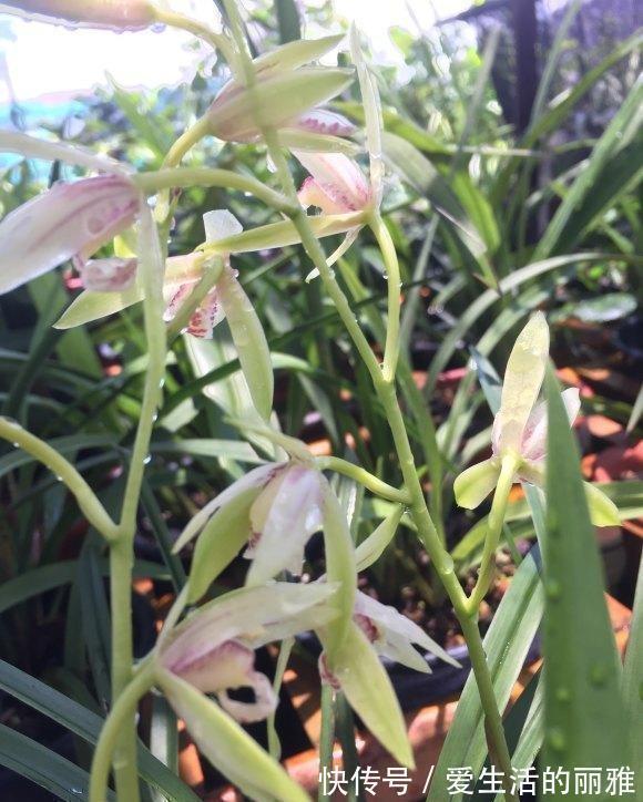 生长期|兰花需不需要施肥?什么时候施肥?用哪种肥料?1份清单看好了