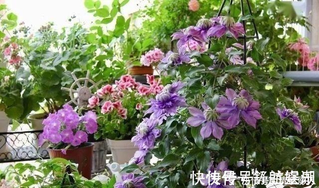 7㎡迷你“阳台造园”小阳台这样布置,也能美成的花园!