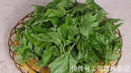 糖尿病患者|桑叶能够降低血糖吗?分别听听中医和西医给出的回答!