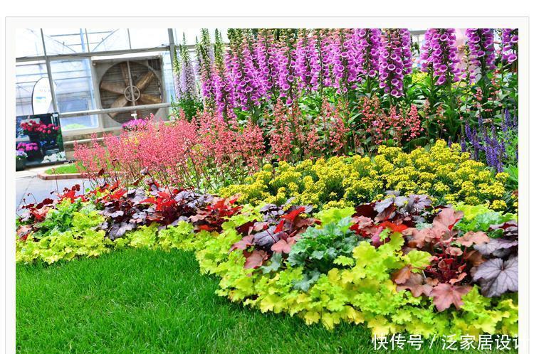 长得不好看?越冷越鲜艳,叶子七彩色,花叶具美的寒冬“颜值王”