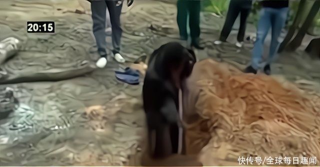 萨卡拉|赞比亚青年模仿“耶稣复活”，要求旁人将其埋葬三天，结果命归西