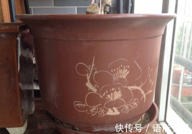 知道养花的三大要素是什么吗如果不懂得话,什么花也养不好