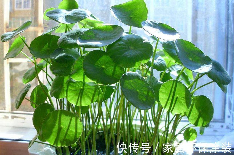 这4种植物真喜水，居家盆栽不用“特意”控水