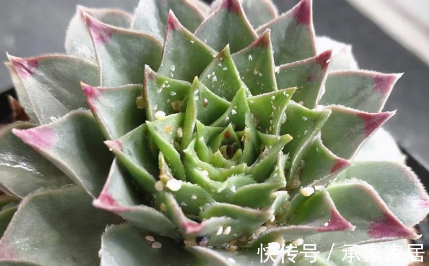 重症|立秋前后，蚧壳虫来袭咋办？养多肉轻症用蚊香，重症才用杀虫剂