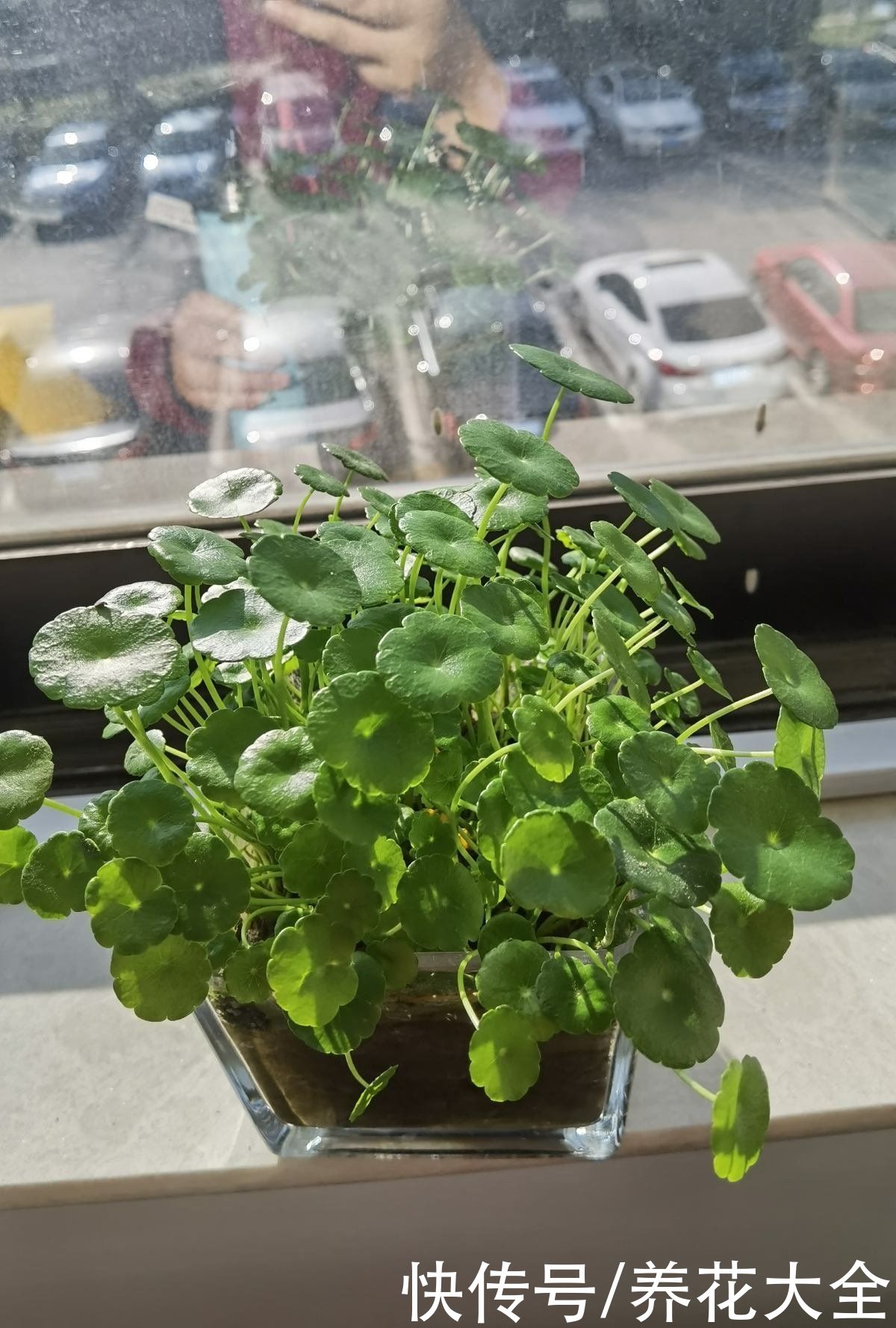 养花换个方法,直接插水里养,干净长得快