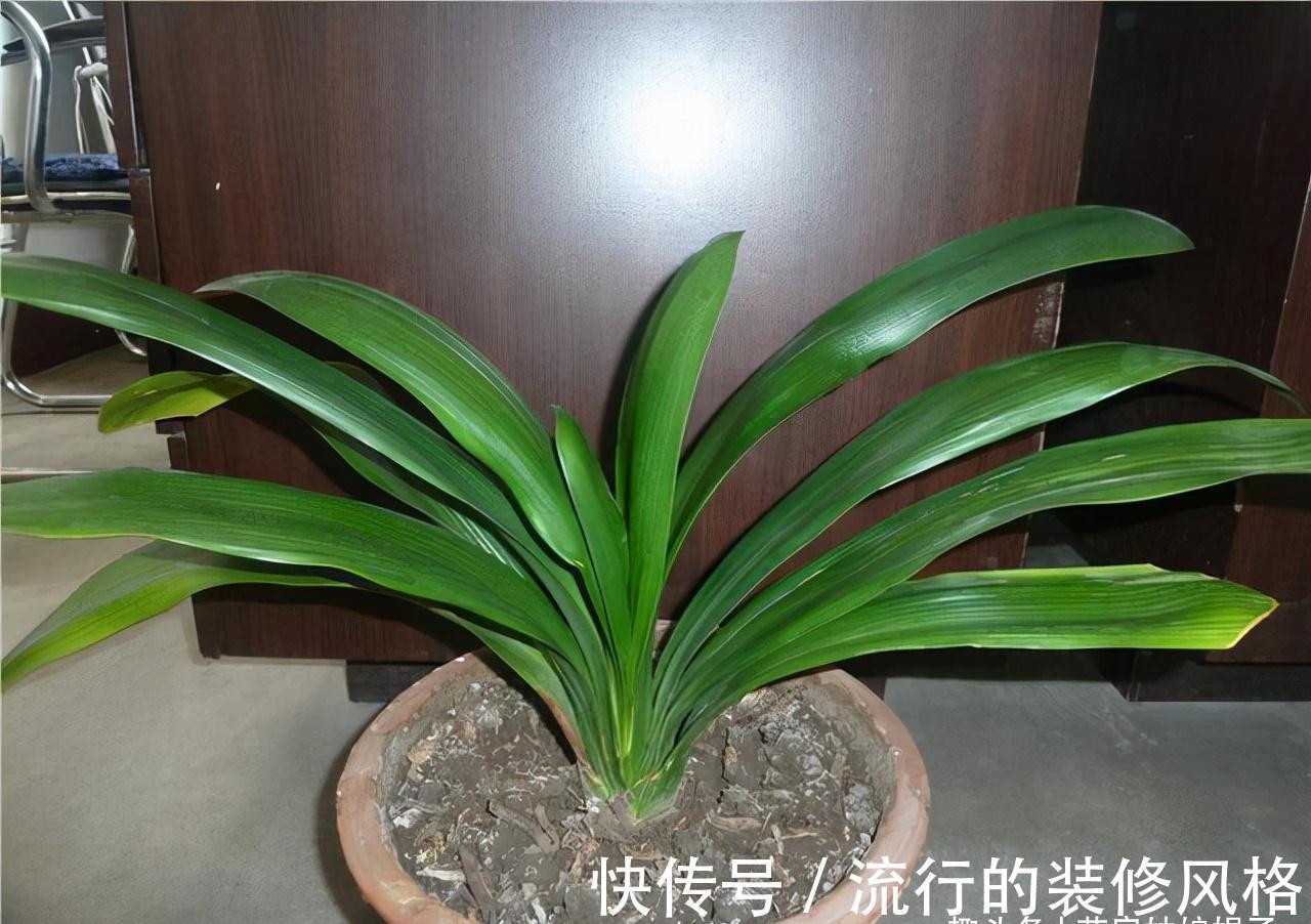 10月养君子兰,别忘记做“这些事”,要不今年“难”开花,莫忽视