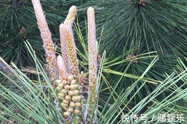 糖尿病|农村路边常见的“长寿树”,是糖尿病患者的天然“保健品”