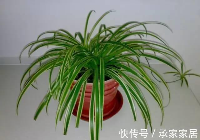 花友|简单易养的6种绿植,新手也不用担心会养死