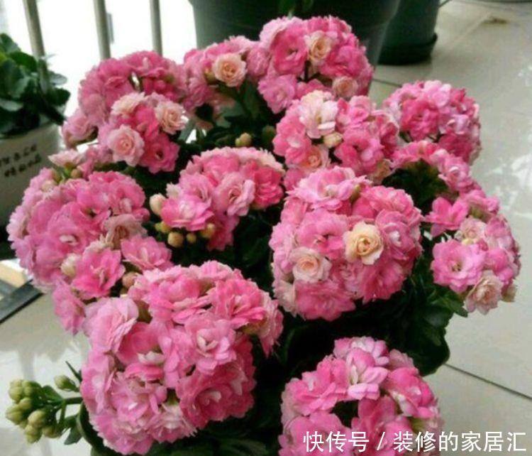 几款花卉漂亮好养,养在家里美极了,散发浓郁香气