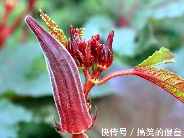 同样是秋葵，“绿色”和“红色”的区别这么大知道后别再瞎买了