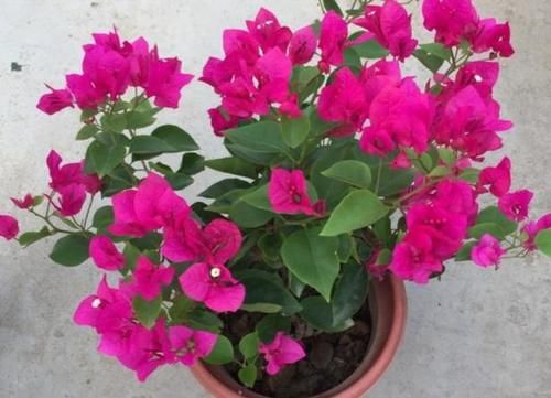 养花担心土里“藏”虫，就先学会这几招，给它们消消毒