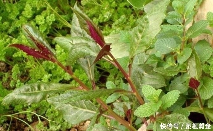 回家|提个醒:农村路边若见此野菜,随手摘点带回家,好处不请自来