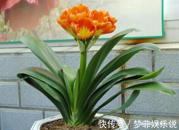 浇水|君子兰开花不积极,勤做“三动作”,撒欢长不夹箭,绽放层叠群兰