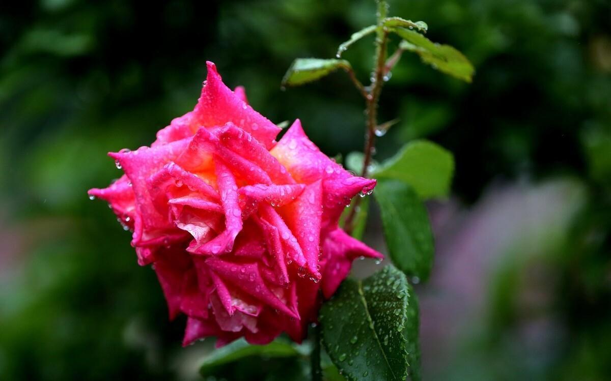 月季花盆栽养殖方法,学会这些基础知识,轻轻松松也能养好