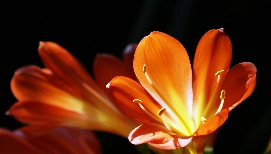 肉质根|君子兰冬季怎么判断浇水时间,老花农教你一个方法,方便实用