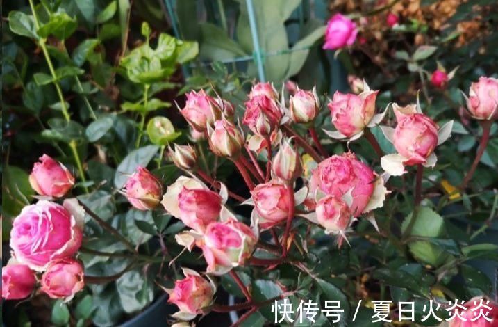 月季花移栽换盆,2个细节不能忽视,对植株生长非常有利