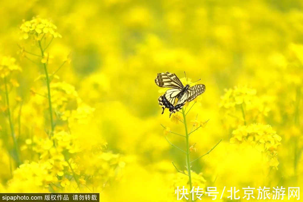 京西稻|秋游首站!北京“小镰仓”漫画电车站,车票仅3元!