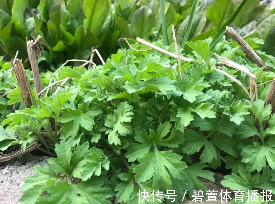 7种花插土里,立马长满院子,蚊虫不敢靠近!