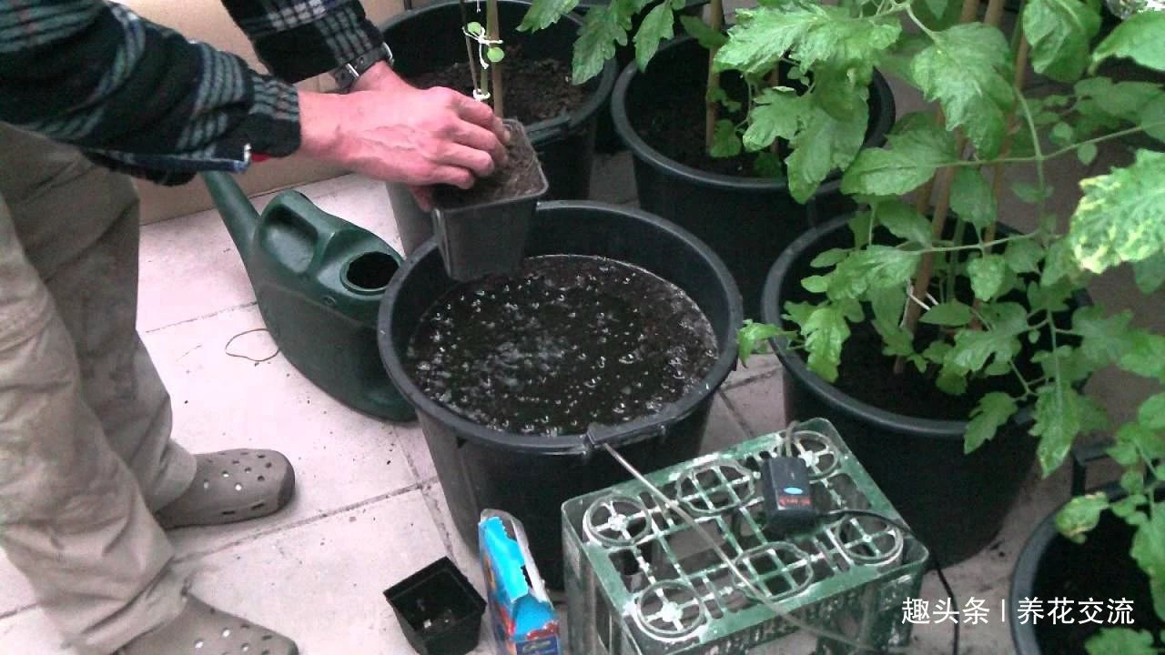 在家里养花时,肥皂水、鸡蛋壳或煮菜的水别丢,是可以用来养花的