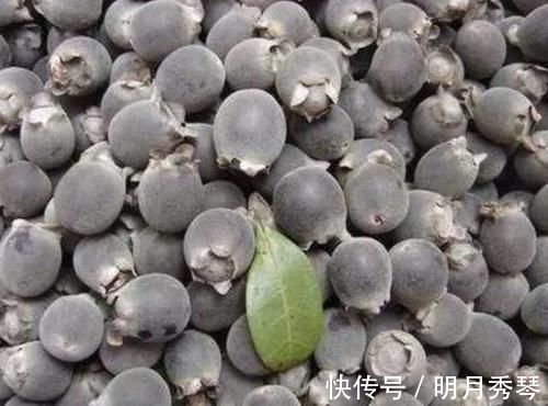 风湿|果实是儿时的零食,用来泡酒是一绝,对贫血、风湿、失眠都有疗效