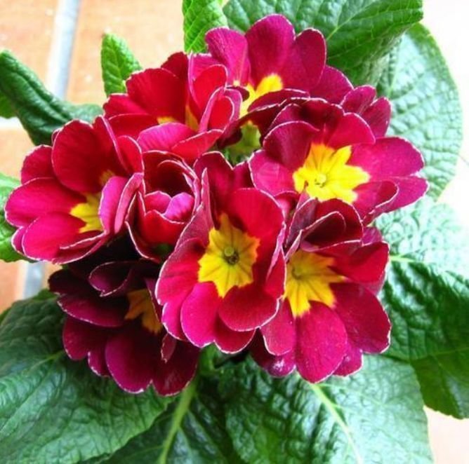 4种花漂亮又好养,越养越“值钱”,养10盆也不嫌多!