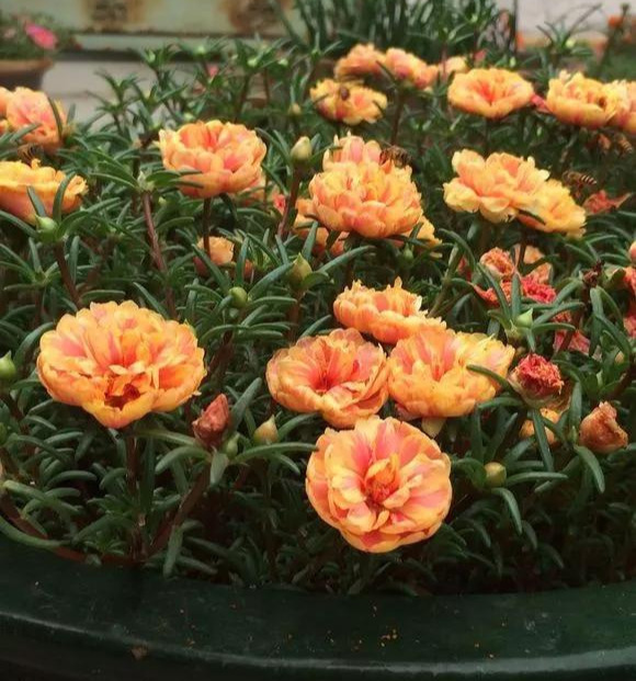 养花技巧粗生粗养也能四季开花！少养1种都觉得亏了