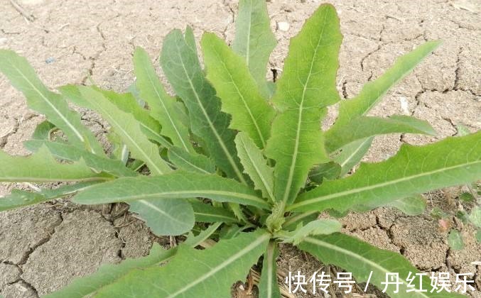 老中医|以下几种野菜,清热解毒,开胃润肠,老中医特别喜欢
