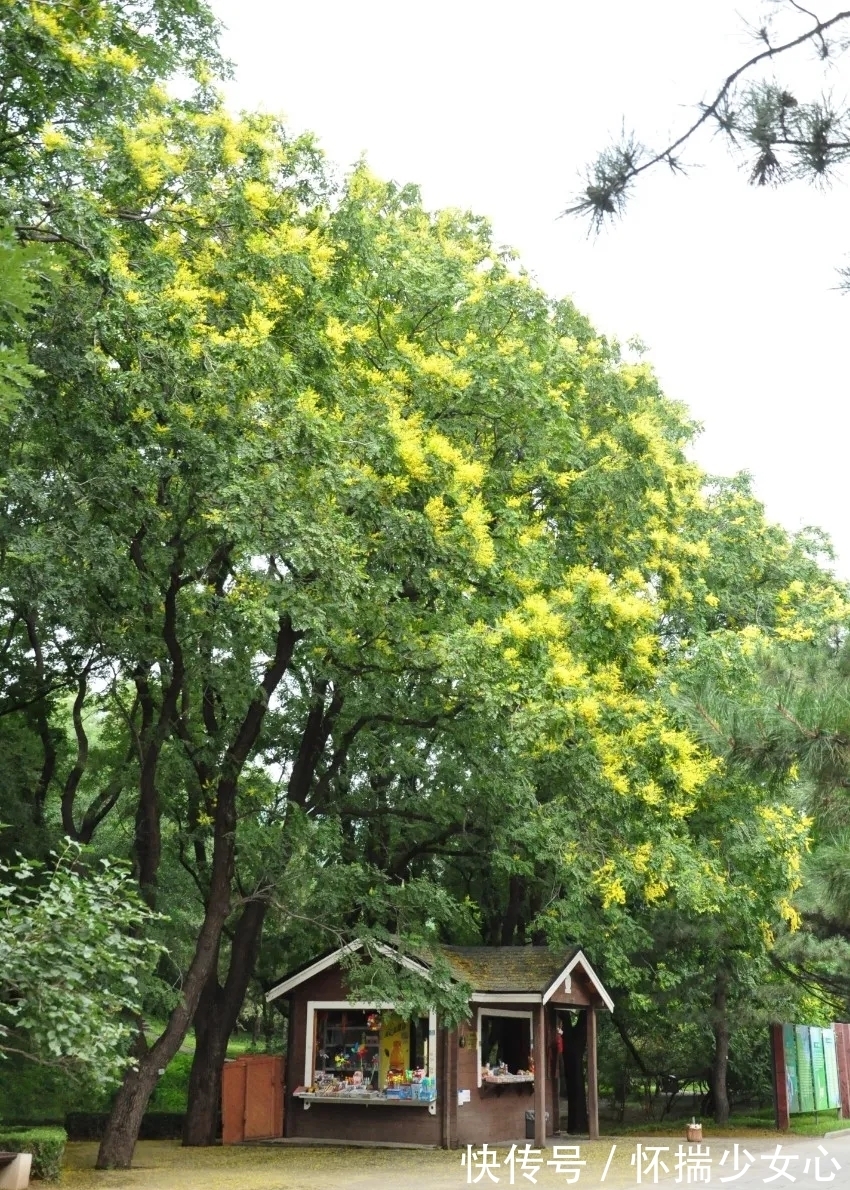 栾树花开缀枝头 树满黄金醉怡人