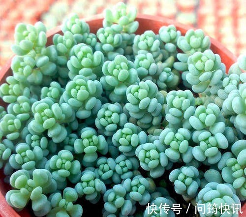 多肉植物长不好盆里埋一宝贝,一周长出大白根,新叶侧芽一起长