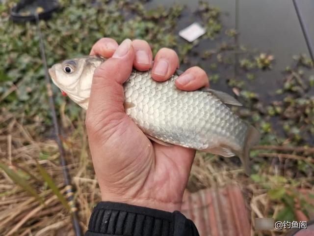 主攻饵|一包饵料钓天下？别天真了，这恐怕又是商家的套路