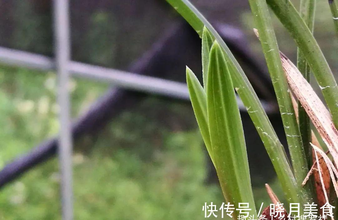 兰花小芽,如何快速养壮呢?兰友:明白了,怪不得养一年也长不大
