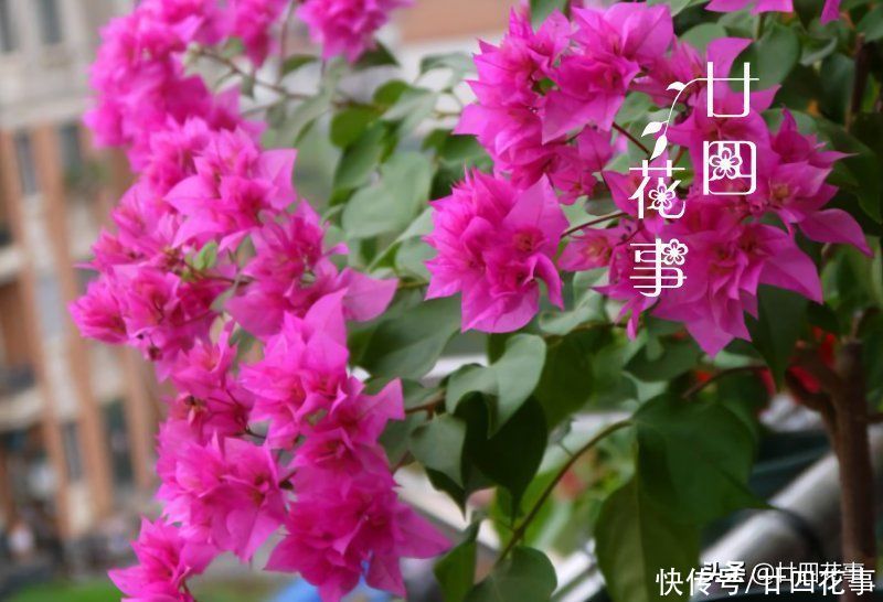 三角梅开花少？除了控水，还有3个“关键”，掌握好满枝都是花