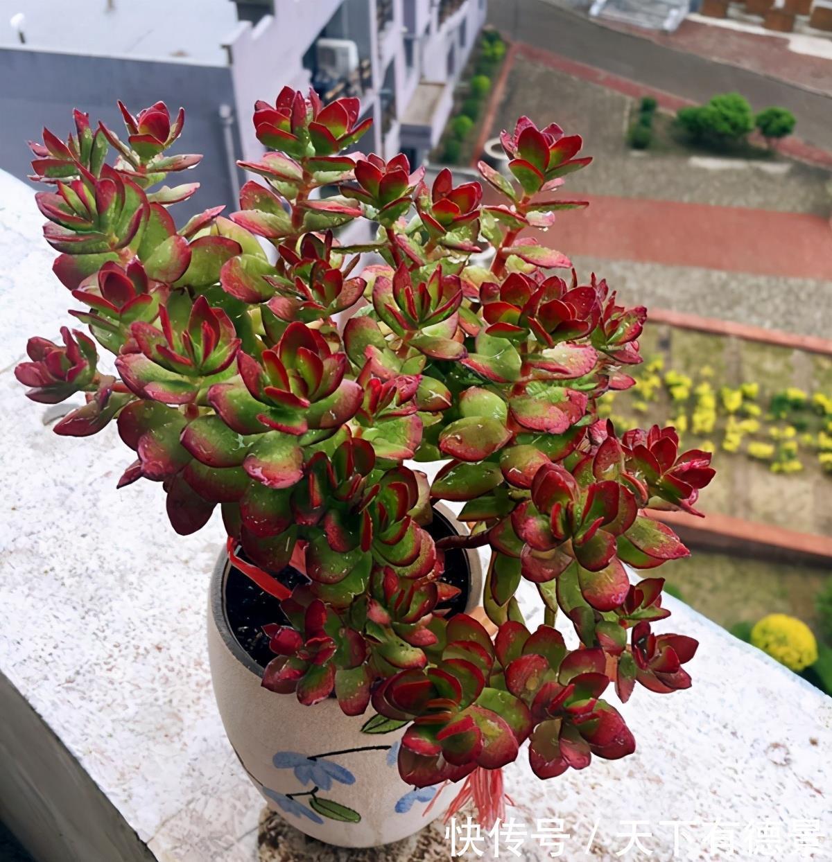 盘点多肉的日常养护,简介红稚莲、三色花月锦、拉姆雷特