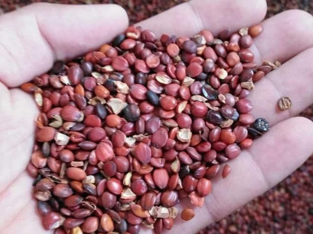 粳米|晚上总是失眠怎么办？它加白开水泡着喝，一觉睡到天亮！