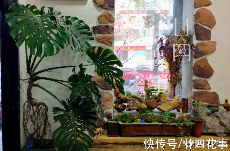 扔掉绿萝发财树吧,这七种植物漂亮显高级,养在客厅,大气有格调