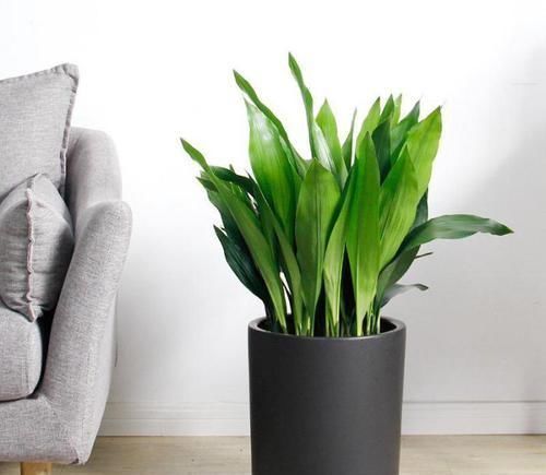 4种“招财花”,喜不喜欢都要养,家里放一盆,财运自己送上门