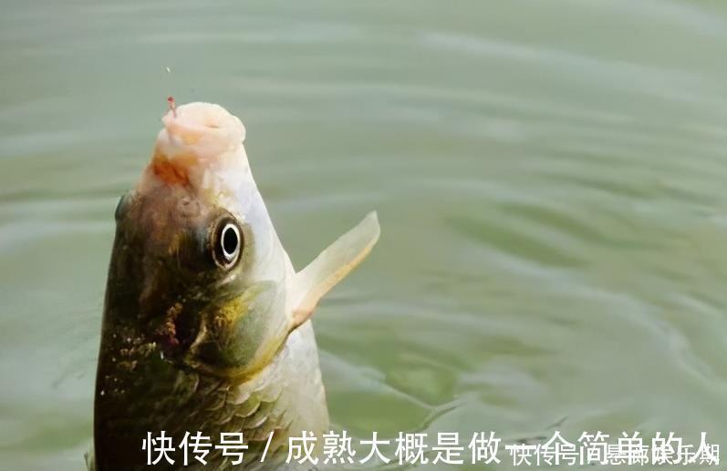 新手调漂,如何准确调漂找底以及更好的调节浮漂灵敏度,看这里