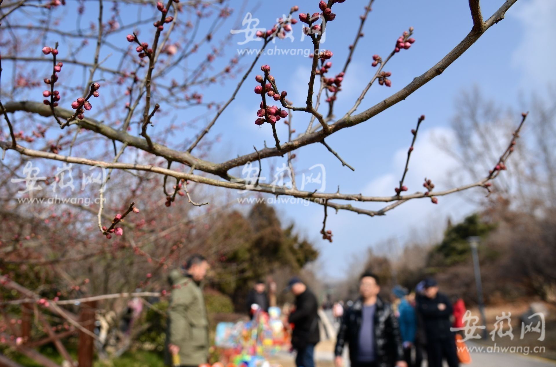 梅花|淮南梅园梅花绽放市民前往游玩（组图）