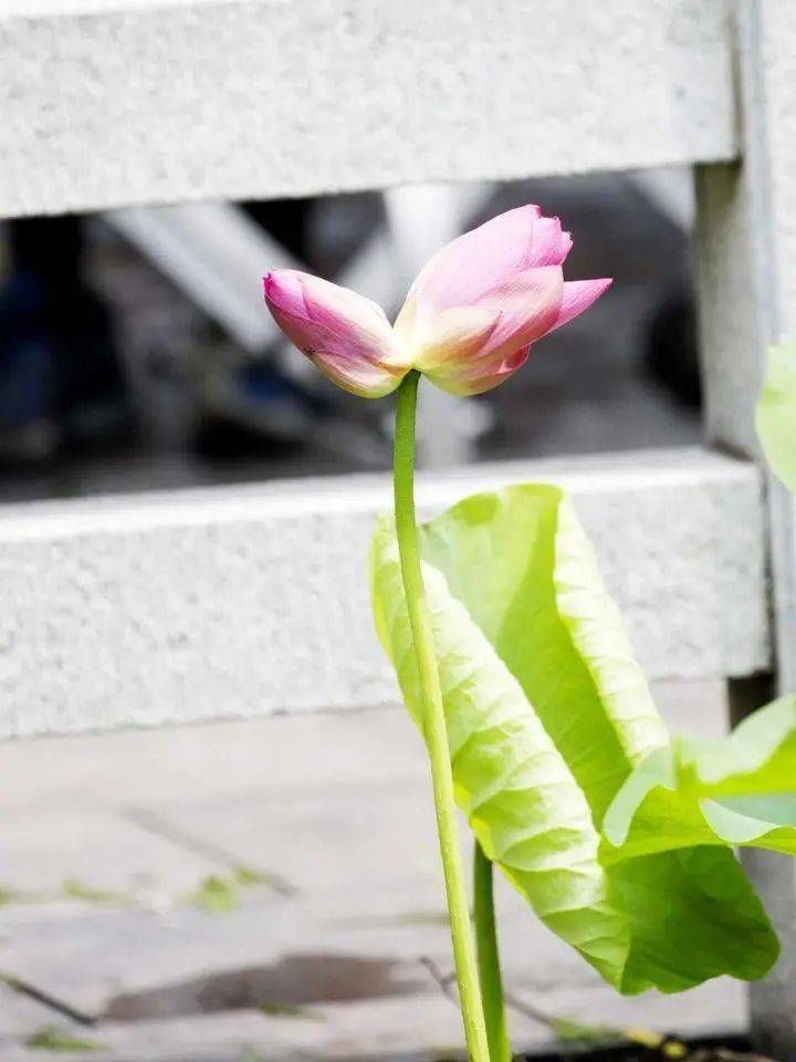 见者|见者好运＂莲莲＂哦~大明湖罕见并蒂莲雨中绽放，能保持4到5天