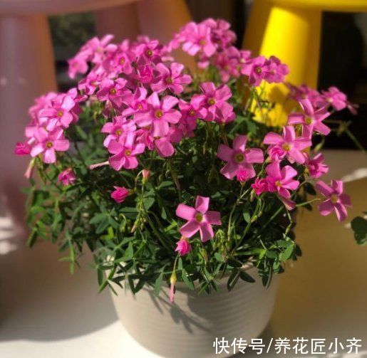 空气湿度|室内盆栽花卉不能乱“喷水”，操作不当就会烂叶，条件达到随便喷