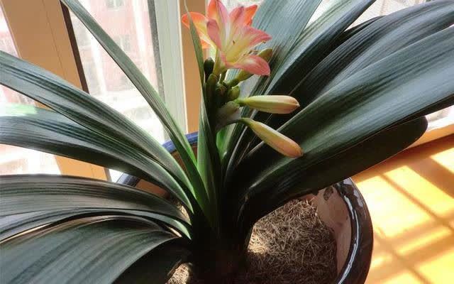 君子兰害怕五件事,新手经常犯,做不好,难怪越养越糟糕