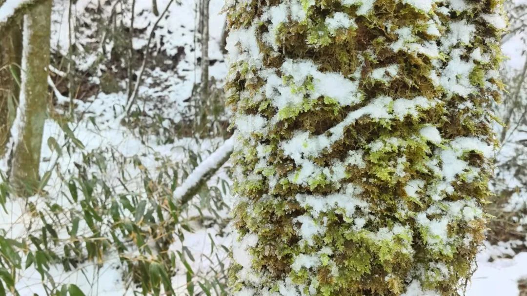 国家公园|难得一见！百山祖国家公园“雪融融”引来众多摄制组！